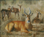 (image for) Puku Antelope